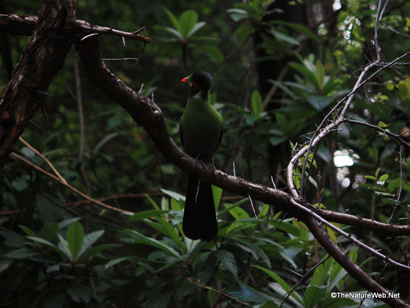 Perching Birds